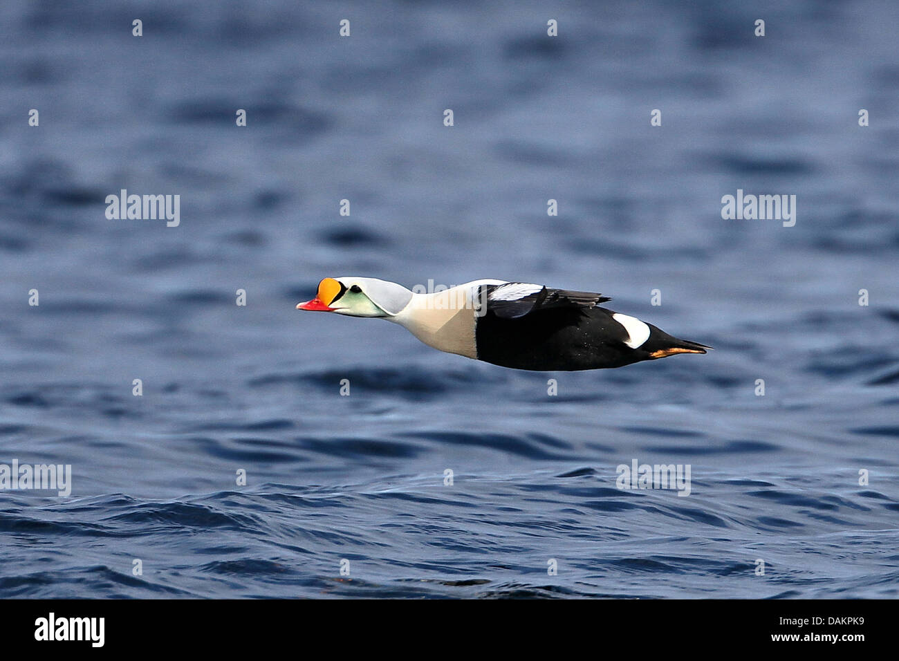 König Eiderenten (Somateria Spectabilis), Drake im Flug, Kanada, Nunavut Stockfoto