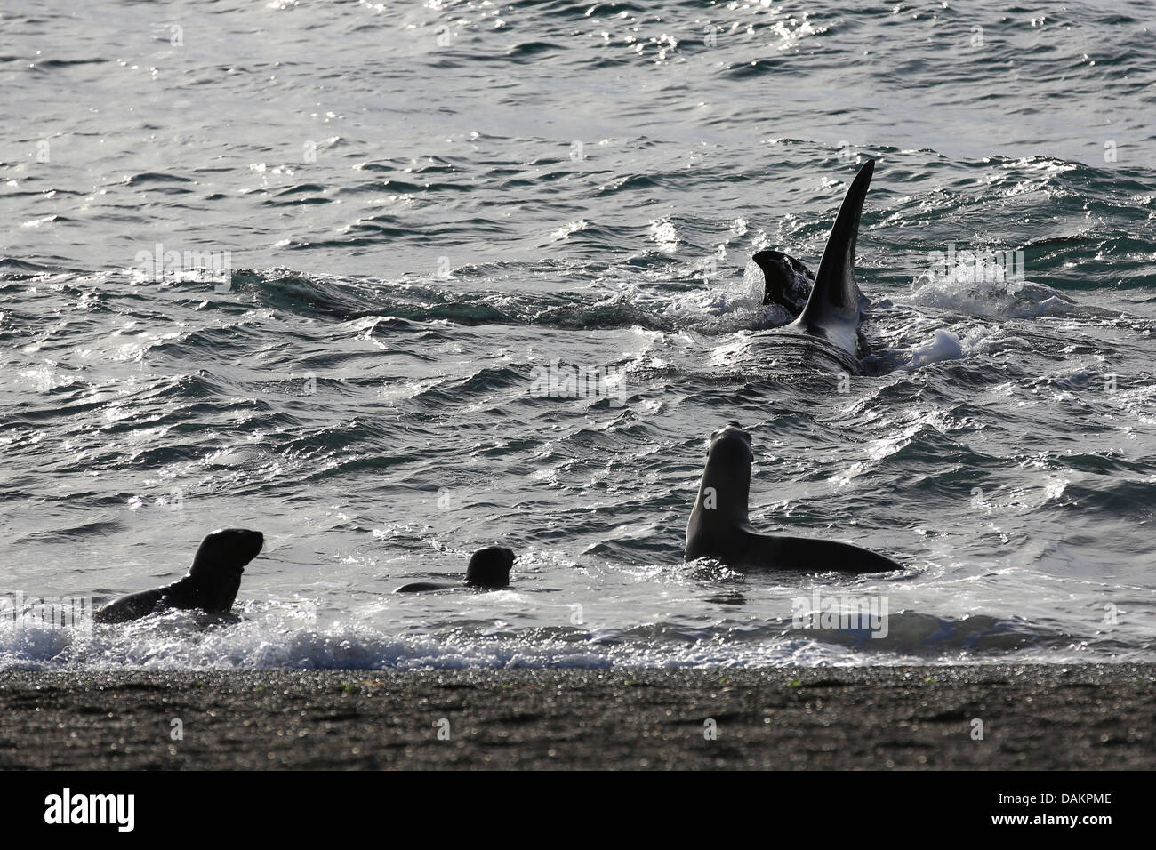 Orca, großer Schwertwal, Grampus (Orcinus Orca), Patrouillen entlang der Küste vor Seelöwe-Kolonie, Argentinien, Patagonien, Valdes Stockfoto