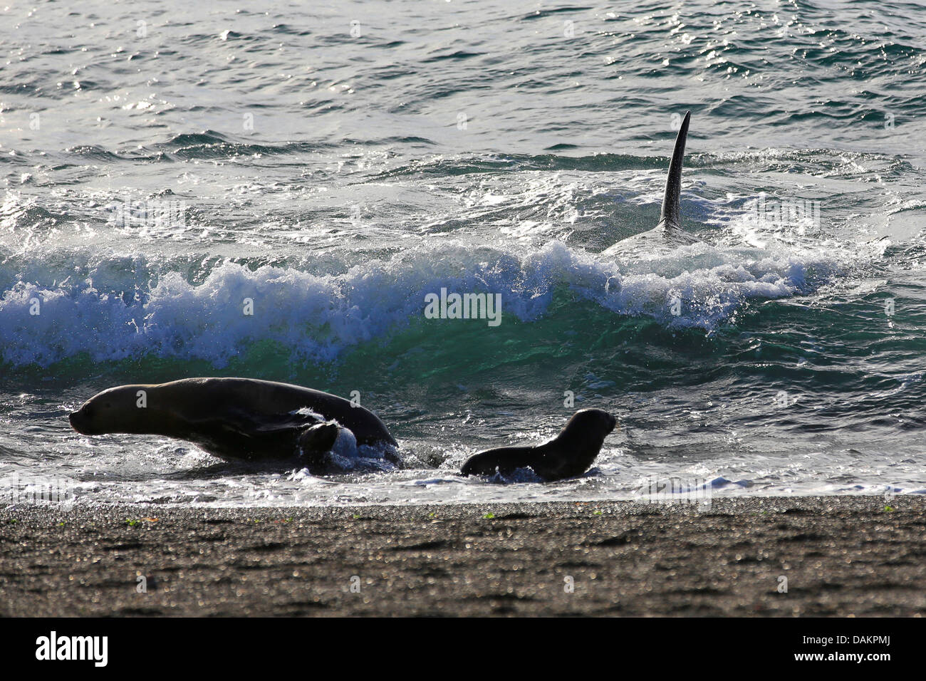 Orca, großer Schwertwal, Grampus (Orcinus Orca), patagonische Dichtung Löwe kaum entkommen Angriff, Argentinien, Patagonien, Valdes Stockfoto