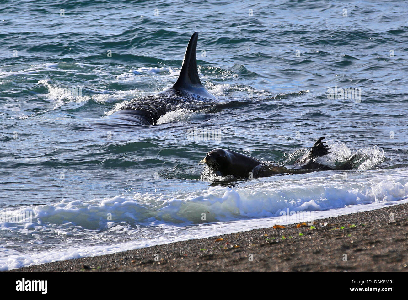 Orca, großer Schwertwal, Grampus (Orcinus Orca), patagonische Dichtung Löwe kaum entkommen Angriff, Argentinien, Patagonien, Valdes Stockfoto