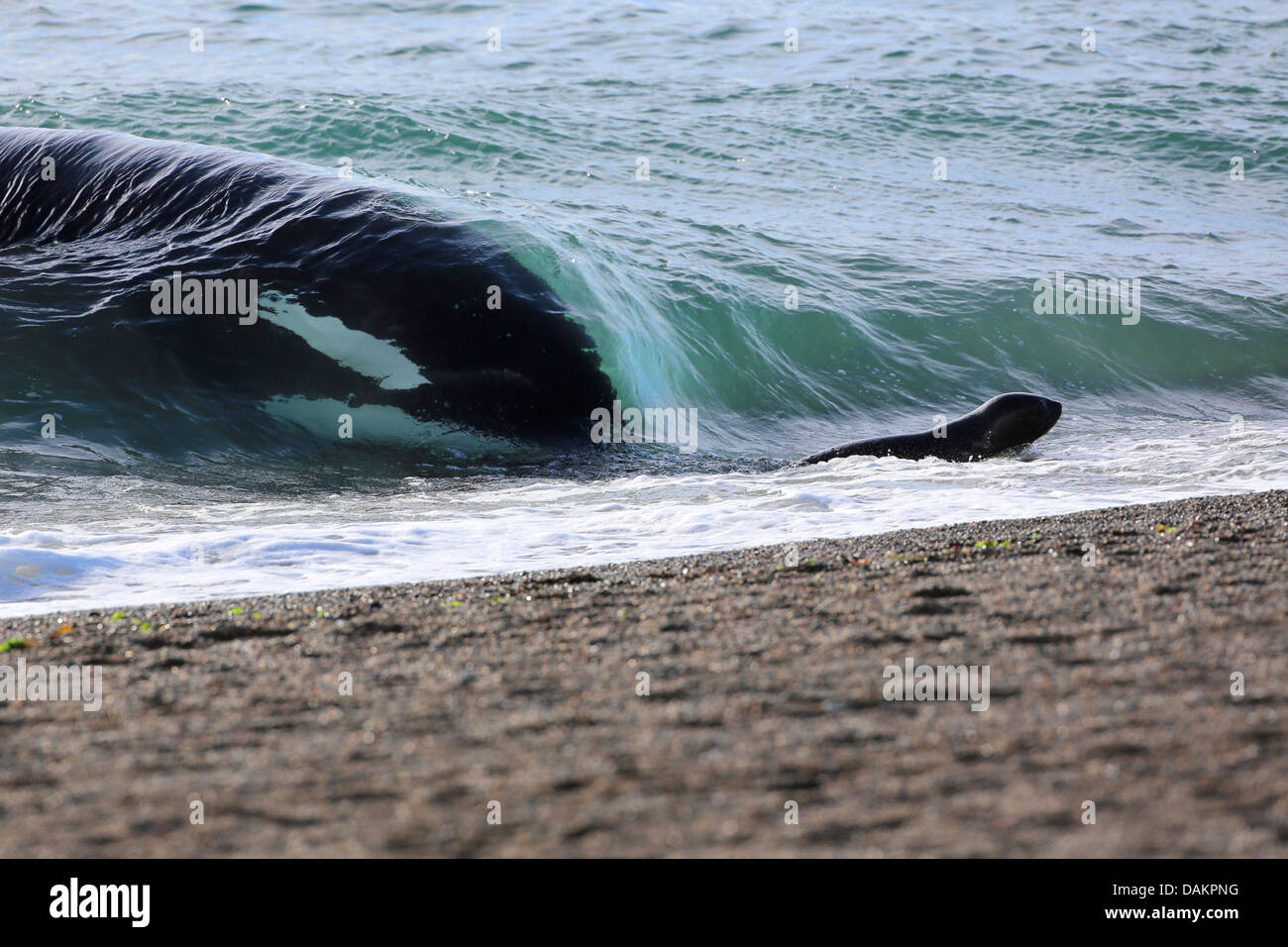 Orca, großer Schwertwal, Grampus (Orcinus Orca), Angriff auf eine südliche Seelöwen Welpe, Argentinien, Patagonien, Valdes Stockfoto