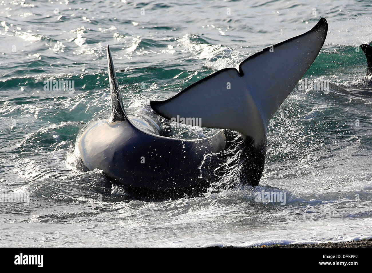 Orca, großer Schwertwal, Grampus (Orcinus Orca), versuchen, in tieferes Wasser, Argentinien, Patagonien, Valdes Stockfoto