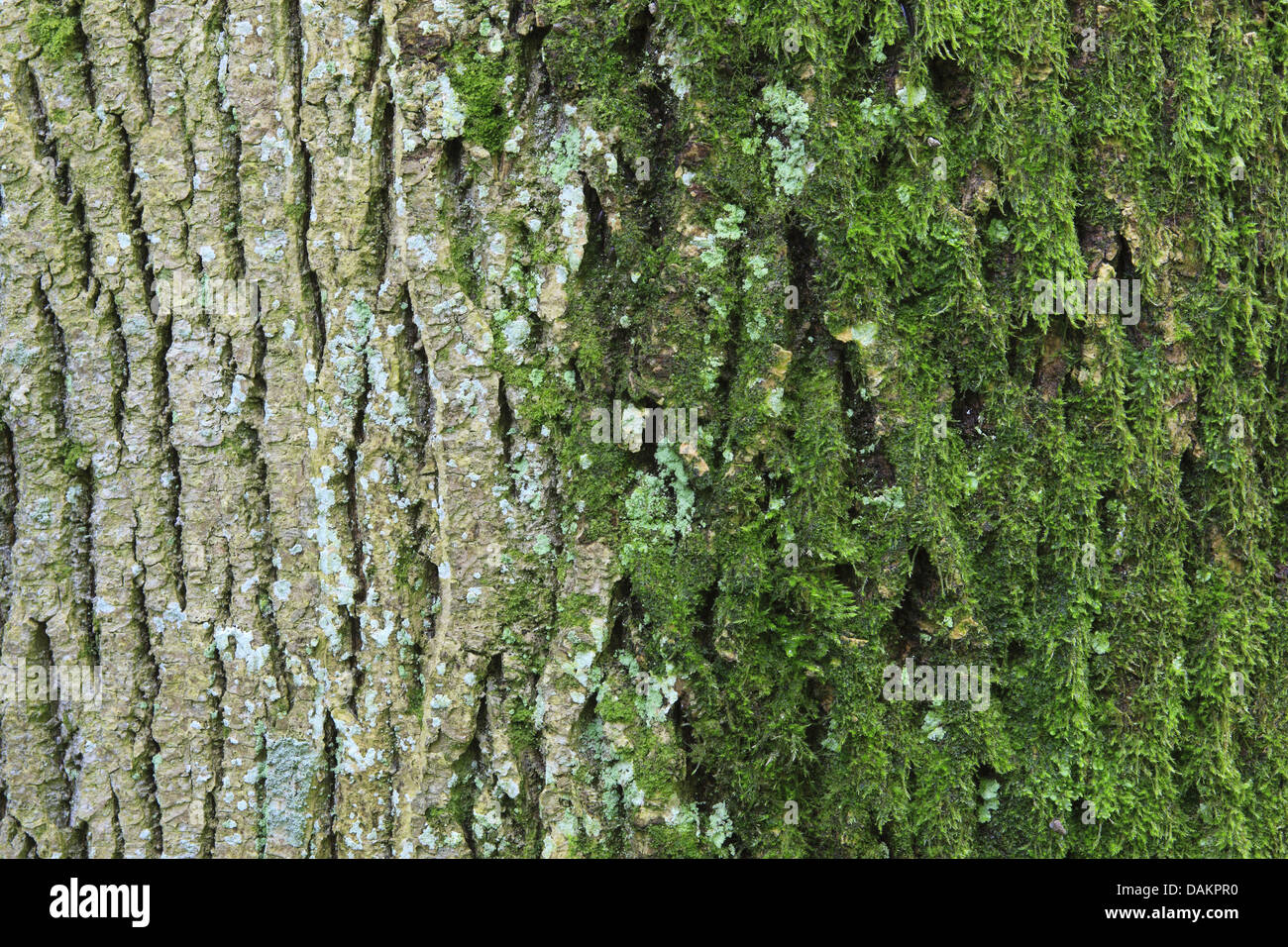 Spitz-Ahorn (Acer Platanoides), Rinde der Ahorn moosbedeckten, Schweiz Stockfoto