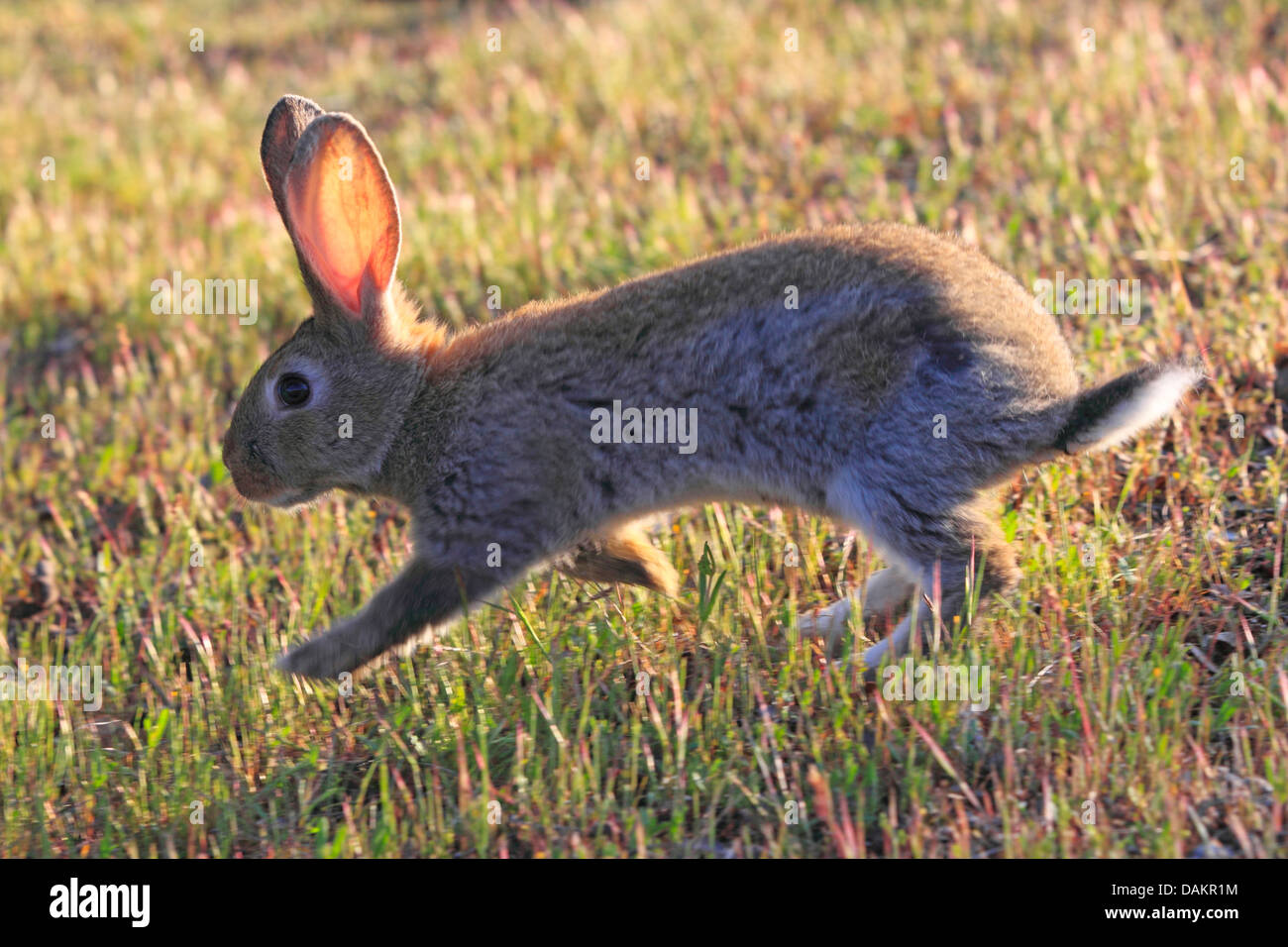 Europäischen Kaninchen (Oryctolagus Cuniculus), scampering über eine Wiese im Gegenlicht, Spanien, Jaén Stockfoto