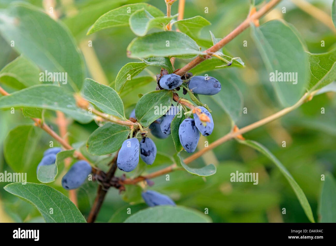 Blau-Kreuzungen Geißblatt, Bluefly Geißblatt, Sweetberry Geißblatt (Lonicera Caerulea var. Kamtschatica), Zweig mit Früchten Stockfoto