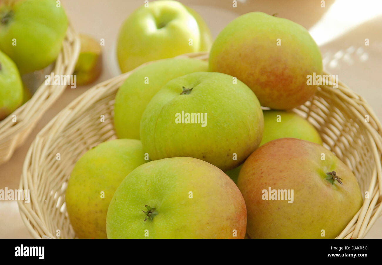 Apfel (Malus Domestica 'Auralia', Malus Domestica Auralia), Sorte Auralia Stockfoto