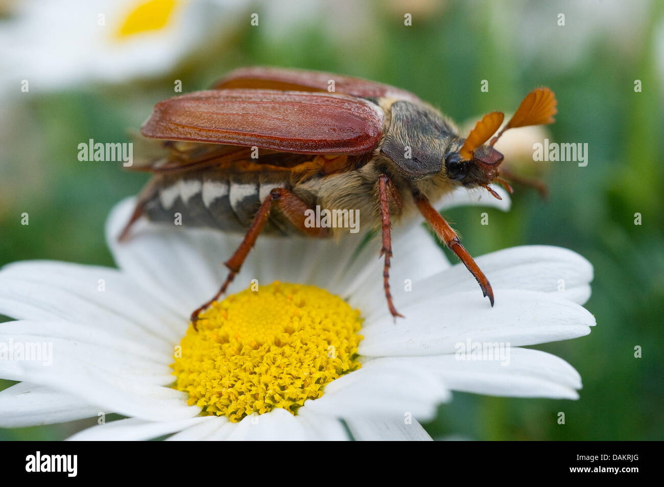 Ein Maikäfer (Melolontha Melolontha) sitzt auf einer Blume in ...