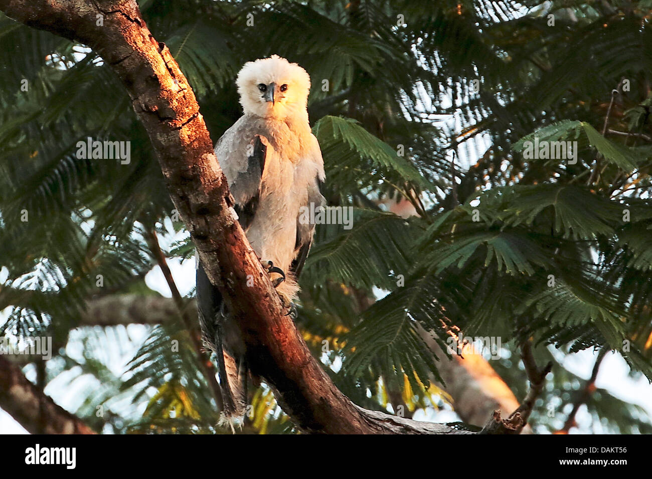 Harpyie (Harpia Harpyja), auf einem Ast,, größten Adler der Welt, Brasilien, unreifen Alta