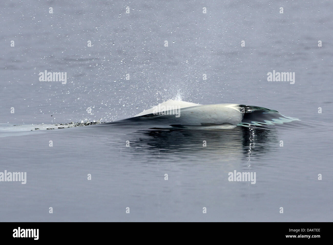 weißer Wal, Beluga (Delphinapterus Leucas), Schlag ein Beluga, Nunavut, Kanada, Bylot Insel Stockfoto