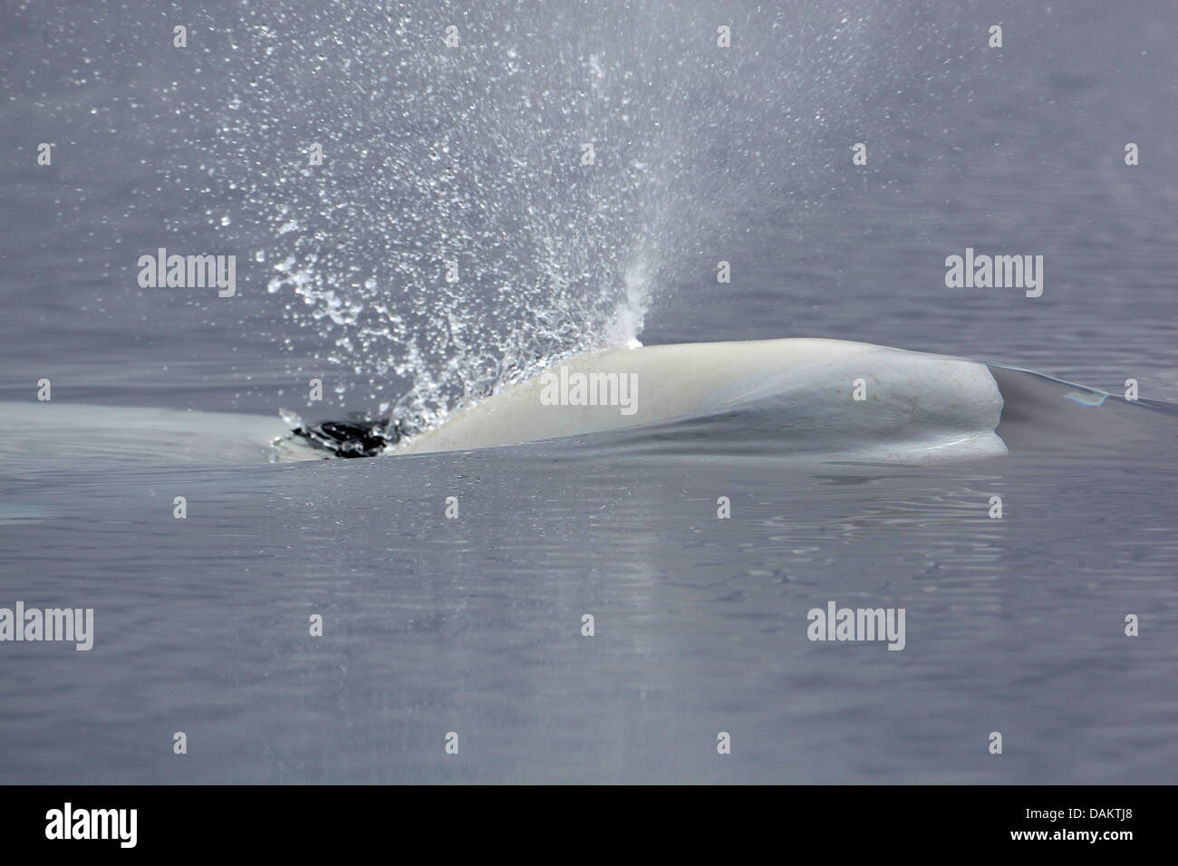 weißer Wal, Beluga (Delphinapterus Leucas), Schlag ein Beluga, Nunavut, Kanada, Bylot Insel Stockfoto