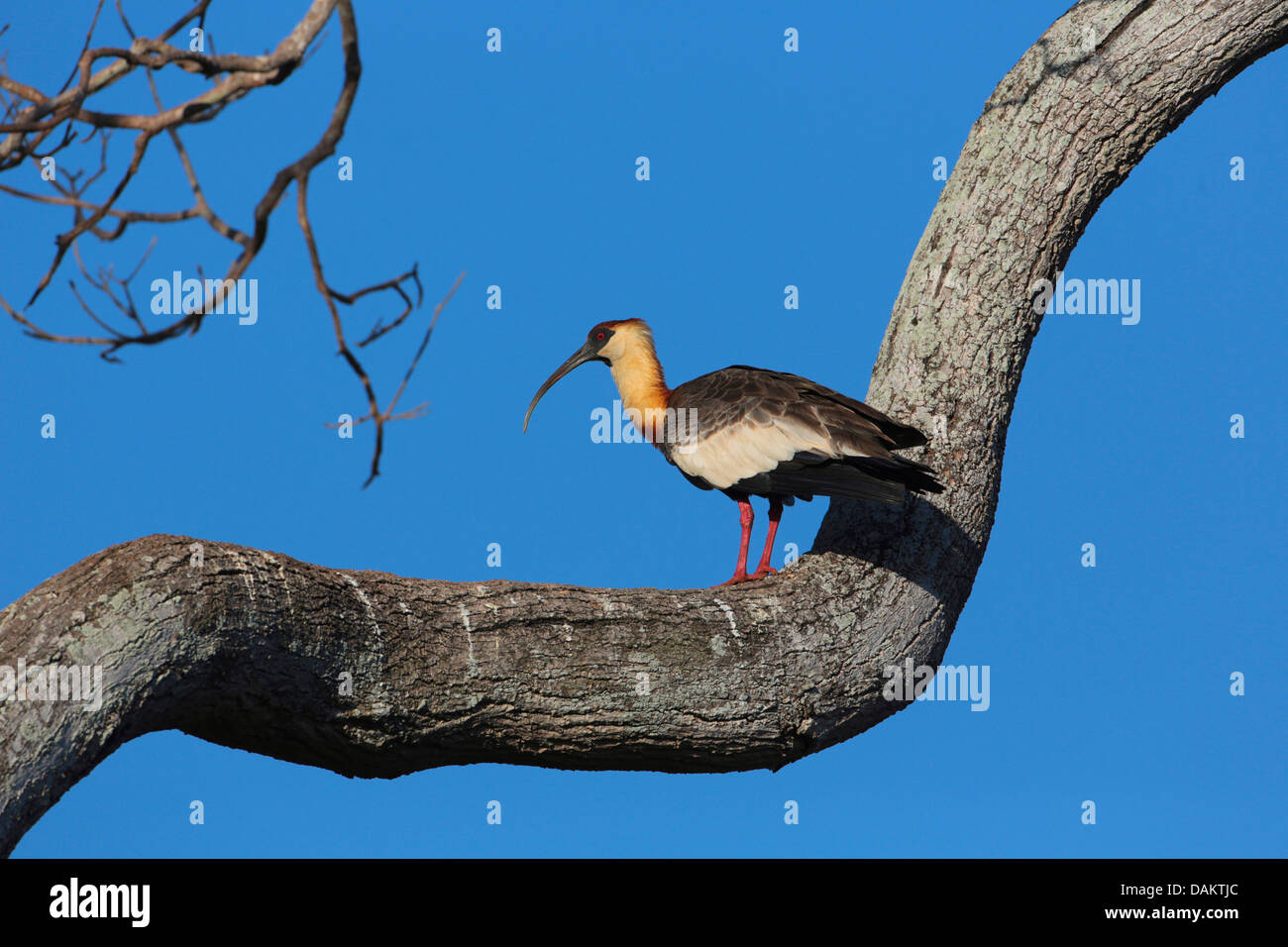 Buff-necked Ibis (Theristicus Caudatus), stehend auf einem Ast, Brasilien Stockfoto