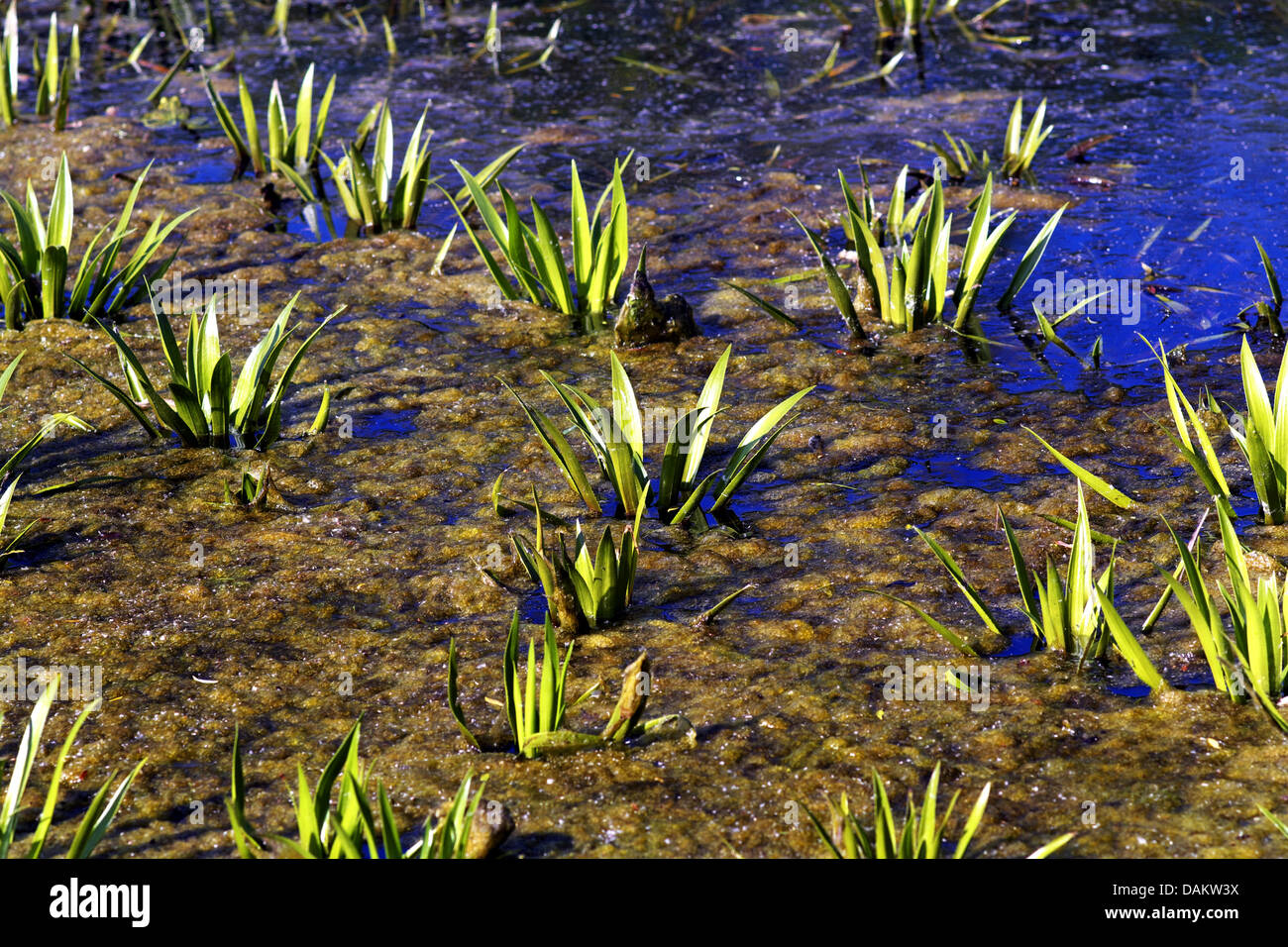 Krabbe-Kralle, Wasser-Soldat (Stratiotes Aloides), auf einem Teich, Deutschland Stockfoto