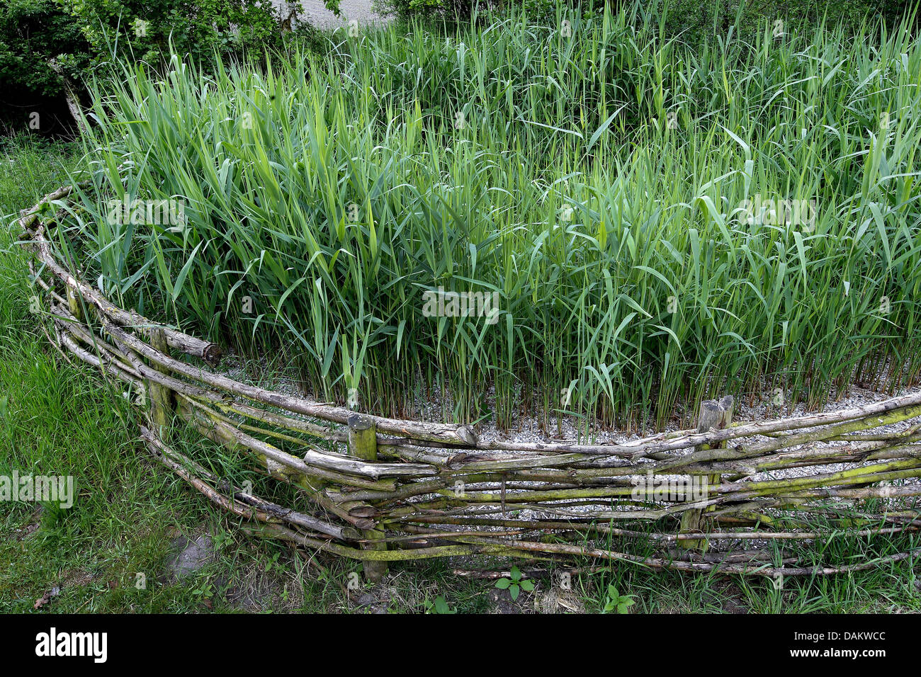 Konstruiertes Feuchtgebiet Stockfotos Und Bilder Kaufen Alamy