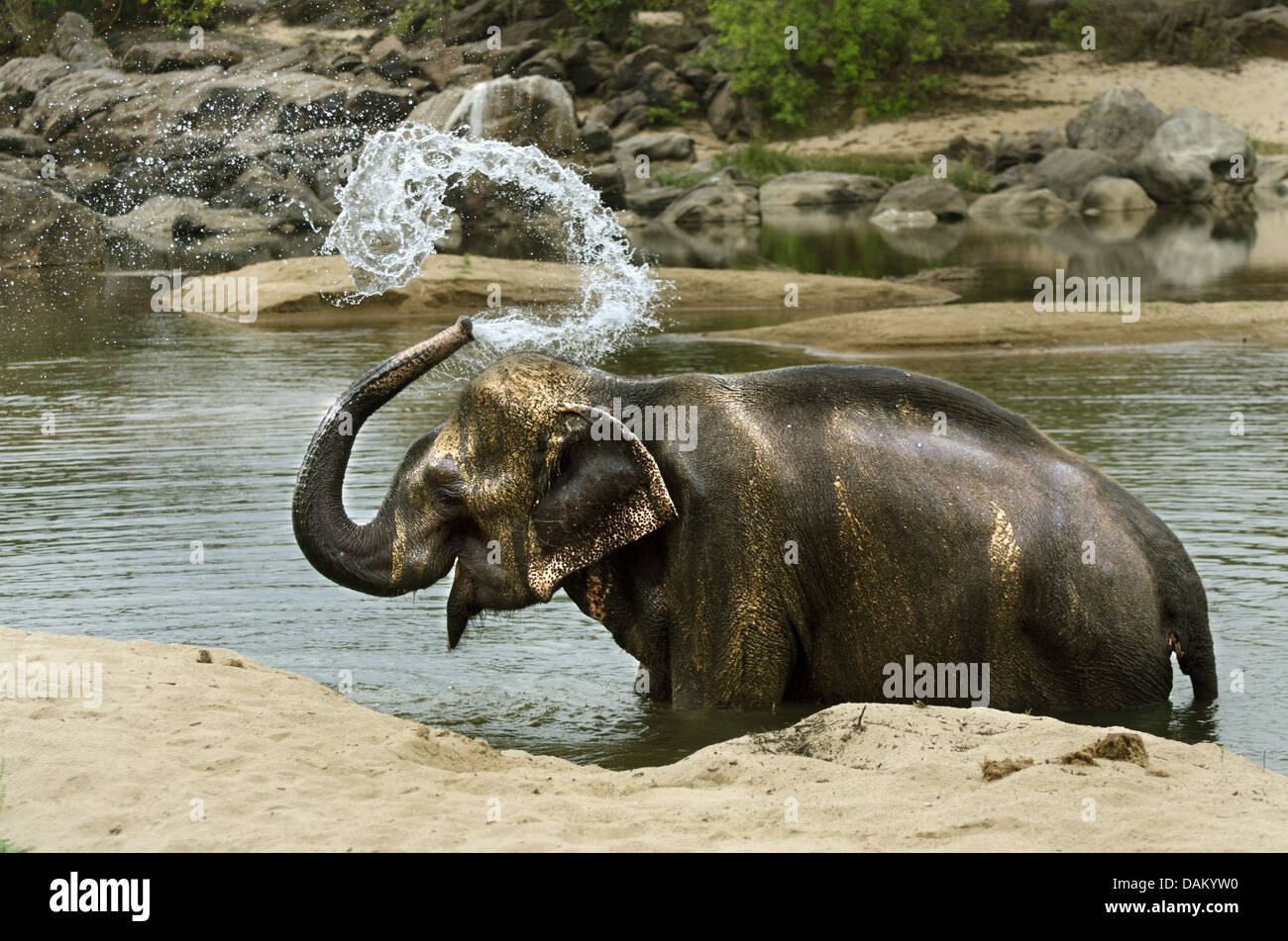Asiatischer Elefant, Asiatischer Elefant (Elephas Maximus), stehend im Wasser an einem Seeufer, spritzt sich mit dem Stamm Indien, Madhya Pradesh, Kanha Nationalpark Stockfoto