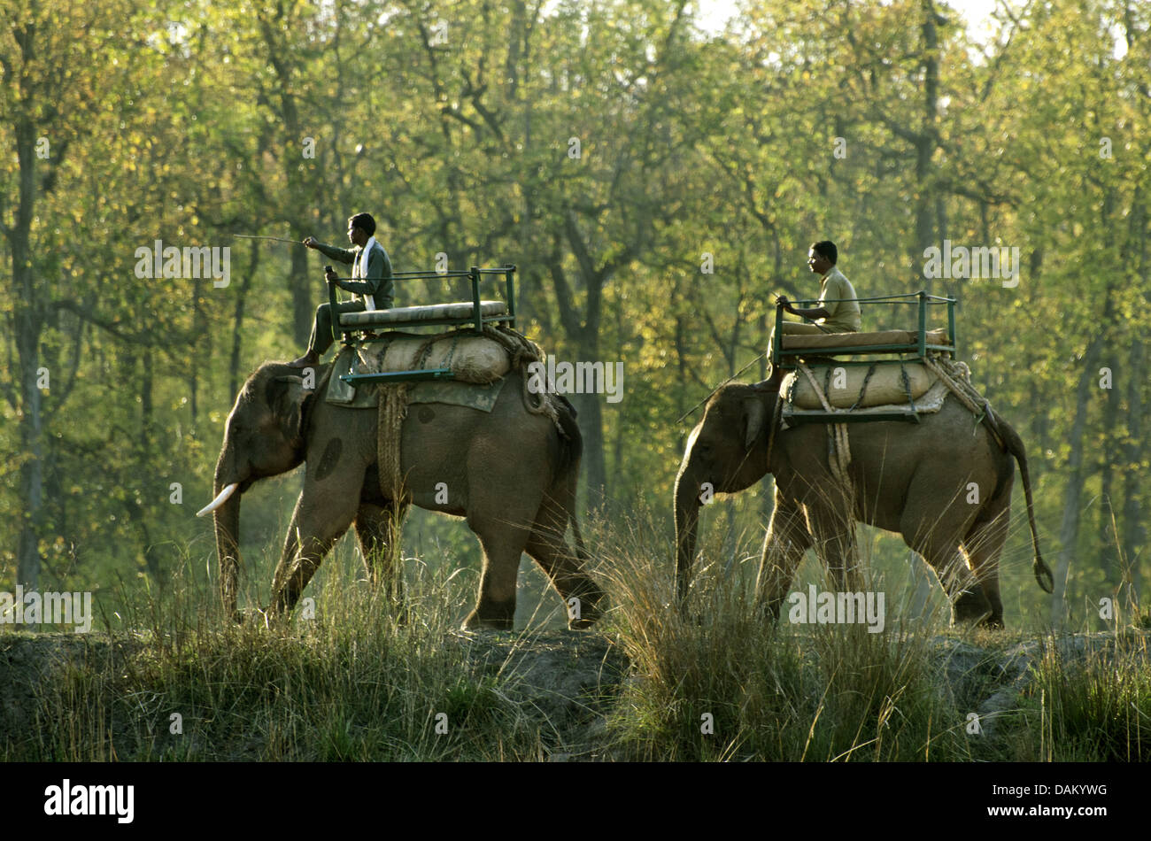 Asiatischer Elefant, Asiatischer Elefant (Elephas Maximus), zwei Mahouts auf ihre Arbeiten Elefanten, Madhya Pradesh, Kanha Nationalpark Stockfoto