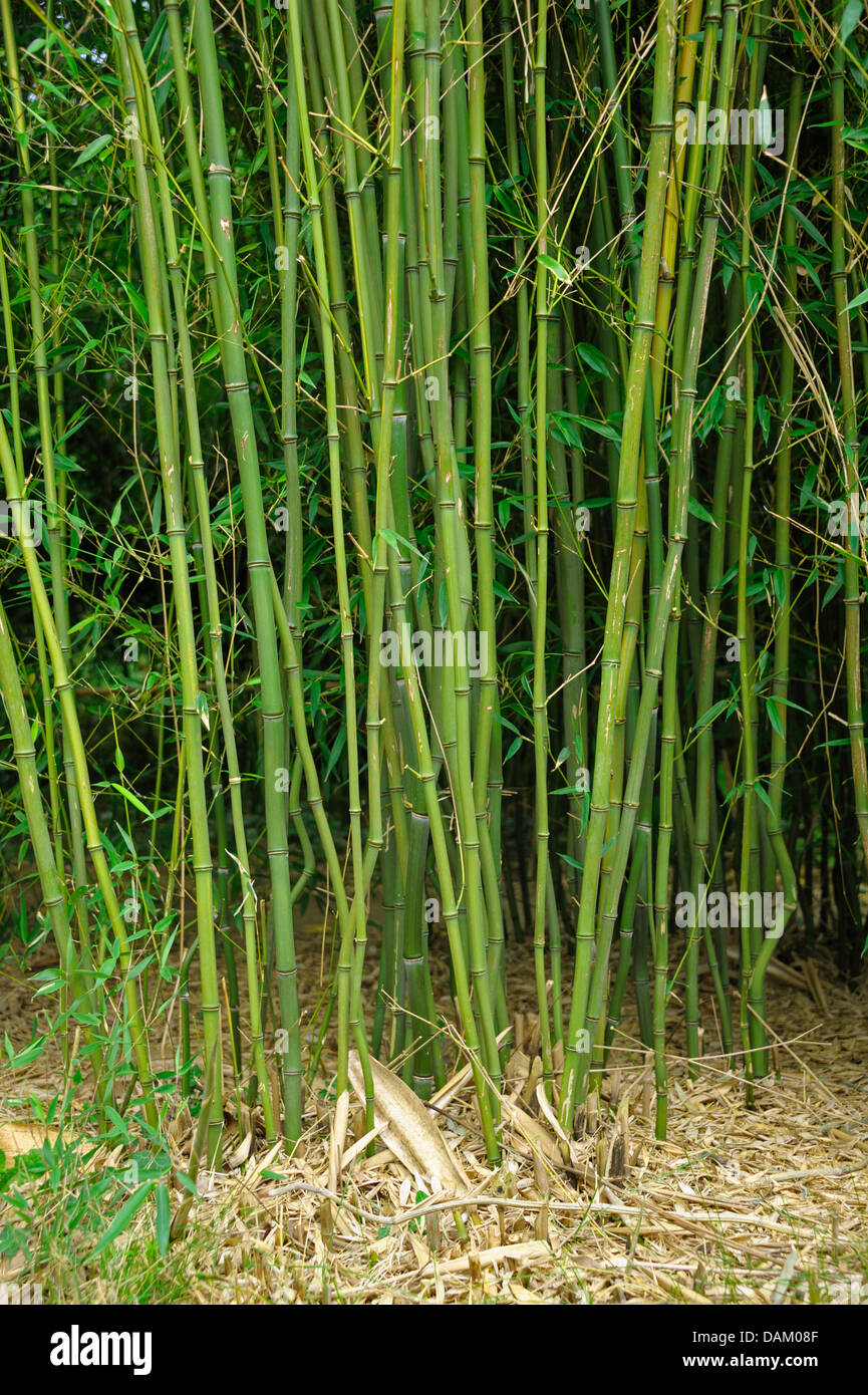 Gelb-gerillt Bambus (Phyllostachys Aureosulcata) Stockfoto