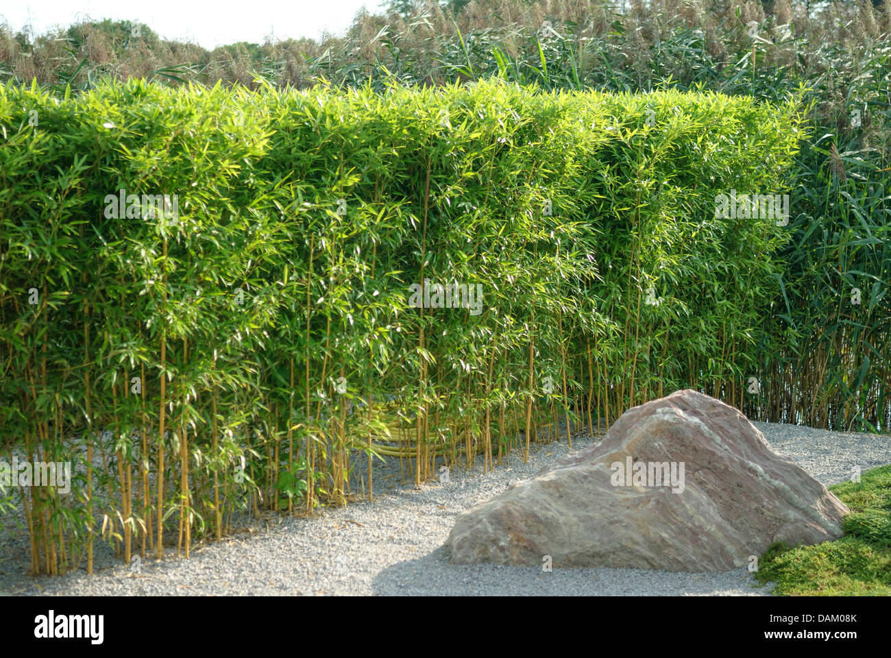 Bambus hecke Fotos und Bildmaterial in hoher Auflösung Alamy