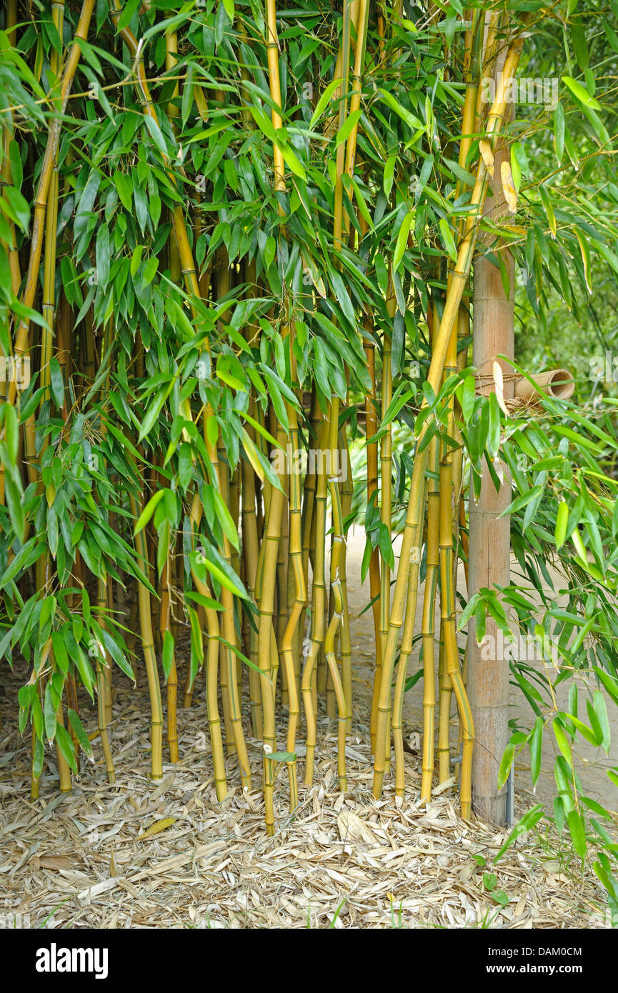 Gelb-gerillt Bambus (Phyllostachys Aureosulcata 'Spectabilis', Phyllostachys Aureosulcata Spectabilis, Phyllostachys Aureosulcata fo. Spectabilis), Sorte Spectabilis Stockfoto