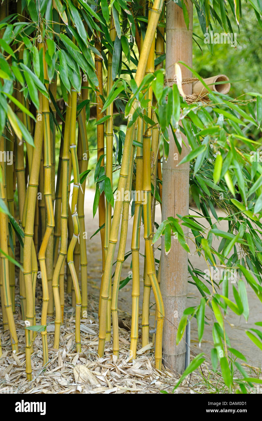 Gelb-gerillt Bambus (Phyllostachys Aureosulcata 'Spectabilis', Phyllostachys Aureosulcata Spectabilis, Phyllostachys Aureosulcata fo. Spectabilis), Sorte Spectabilis Stockfoto