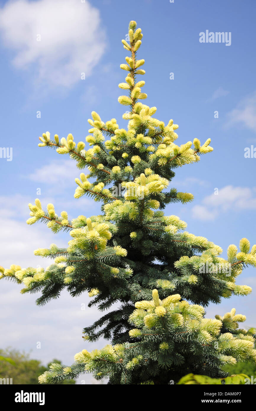 Colorado blau Fichte (Picea Pungens 'Glauca Albospica', Picea Pungens Glauca Albospica), Sorte Glauca Albospica Stockfoto