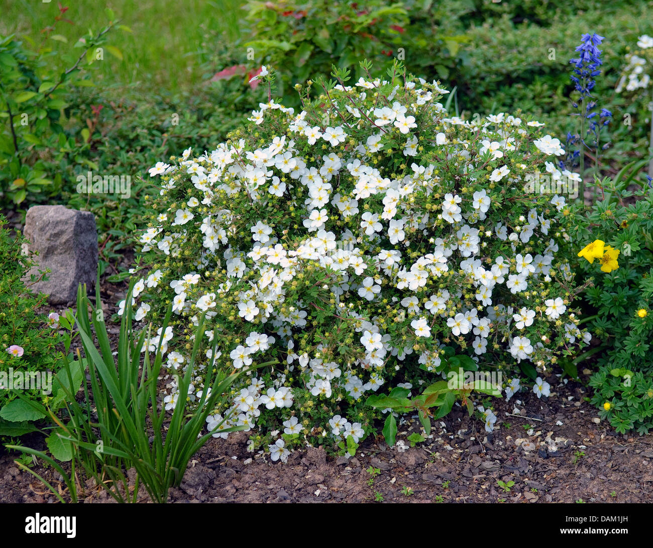 strauchige Fingerkraut, gelbe Rose (Potentilla Fruticosa 'Abbotswood', Potentilla Fruticosa Abbotswood), Sorte Abbotswood Stockfoto