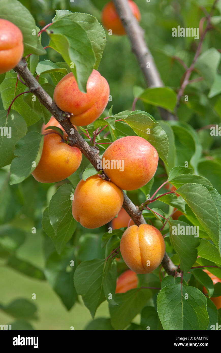 Aprikosenbaum (Prunus Armeniaca 'Harlayne', Prunus Armeniaca Harlayne), Sorte Harlayne Stockfoto