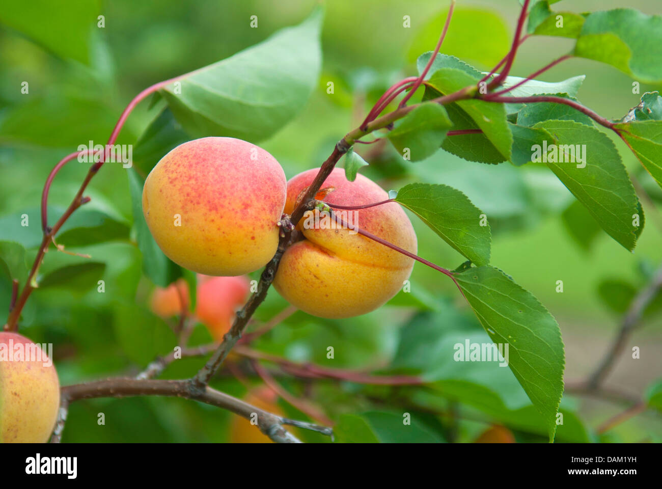 Aprikosenbaum (Prunus Armeniaca 'Ungarische Beste', Prunus Armeniaca Ungarische Beste), Sorte Ungarische Beste Stockfoto