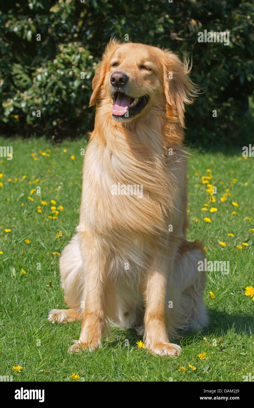 Hovawart (Canis Lupus F. Familiaris), blonder Rüde sitzt in einer Löwenzahn Wiese, Deutschland Stockfoto