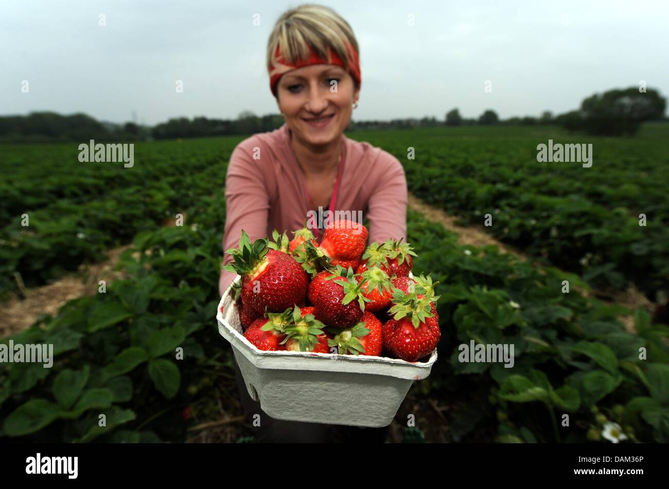 Polnischen Freiwilligen Harvester präsentiert Karolina frisch geernteten Erdbeeren in der Nähe von Warnsdorf, Deutschland, 19. Mai 2011. Die Erdbeersaison hat im Norden von Deutschland begonnen. Foto: Carsten Rehder Stockfoto