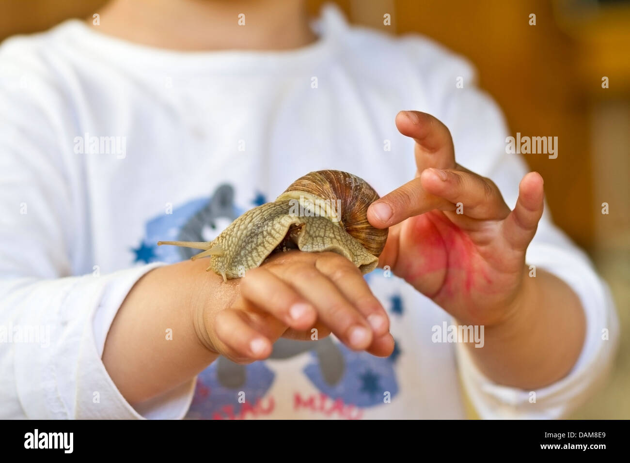 Deutschland, Kiel, Burgunder Schnecken auf der Seite der Mädchen Stockfoto