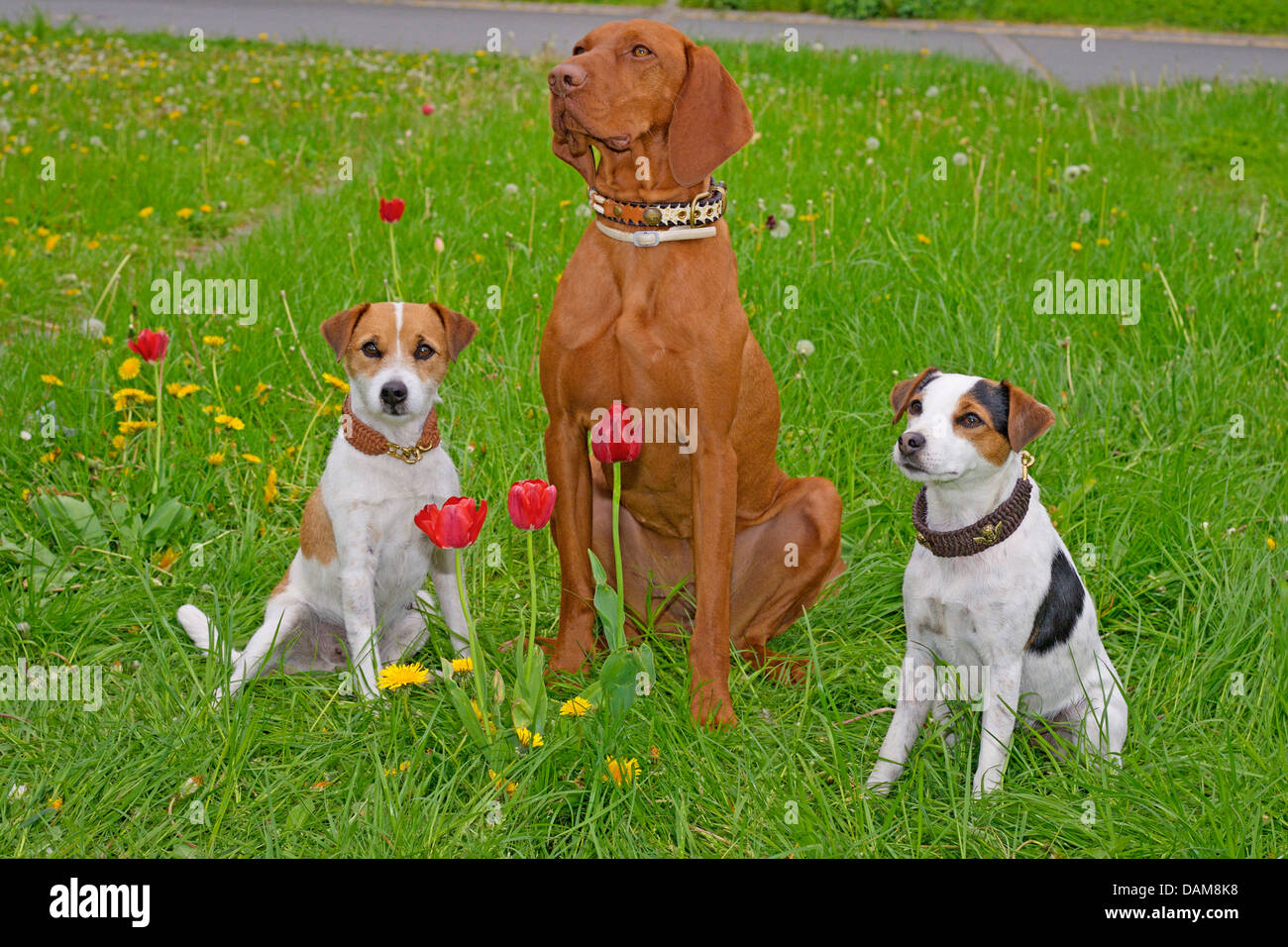 Jack Russell Terrier (Canis Lupus F. Familiaris), zwei Jack Russel Terrier und ein Magyar Vizsla sitzen nebeneinander auf einer Wiese, Deutschland Stockfoto