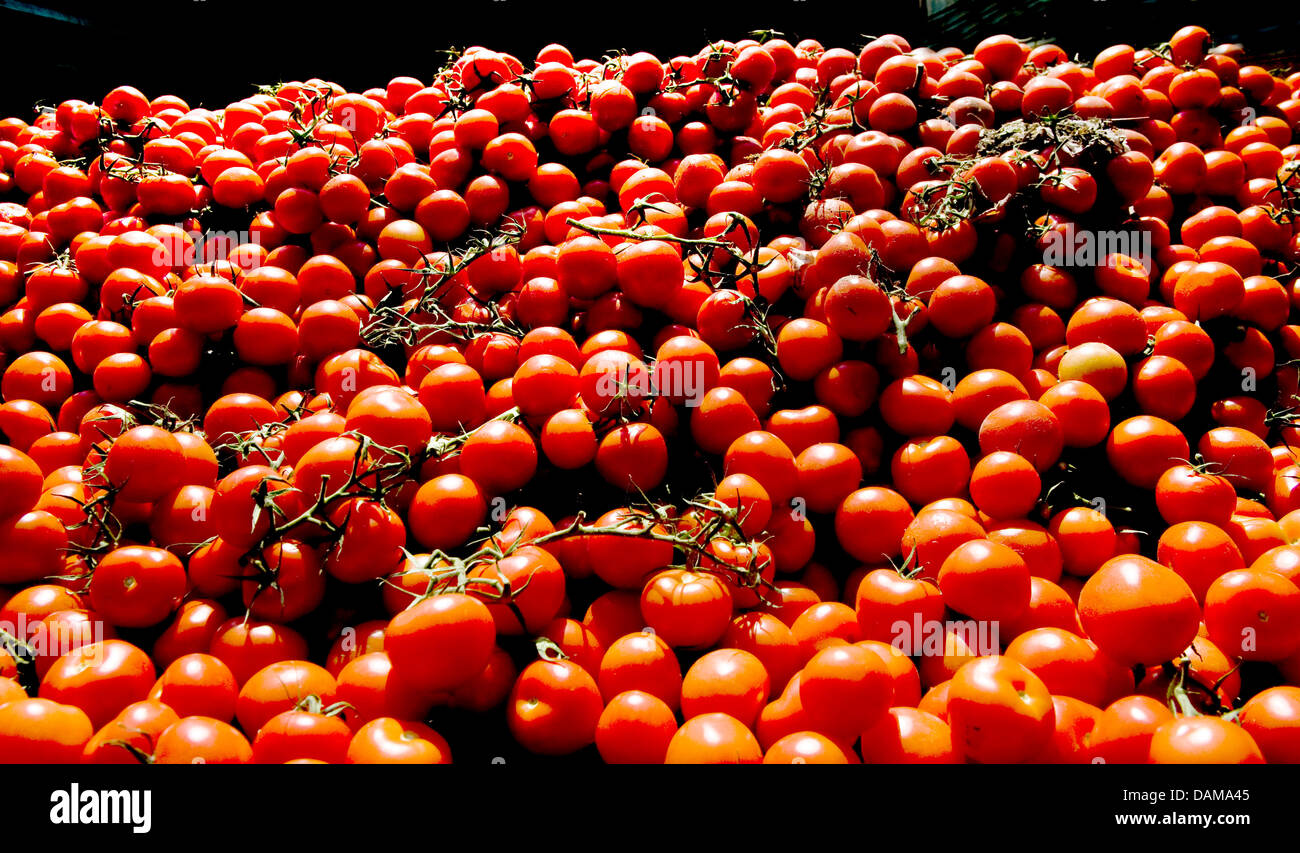 Rund 600 Kilogramm Tomaten Tomaten Bauer Theo Germes lag innerhalb eines Containers zur Vernichtung in Geldern, Deutschland, 1. Juni 2011. Die EHEC-Krise verursacht Millionen von Verlusten für die deutschen Landwirte. Einen erheblichen Umsatzeinbruch ist von Landgard, ein Winzer Genossenschaft mit 700 Gemüse Unternehmen am Niederrhein gemeldet. Foto: VICTORIA BONN-MEUSER Stockfoto