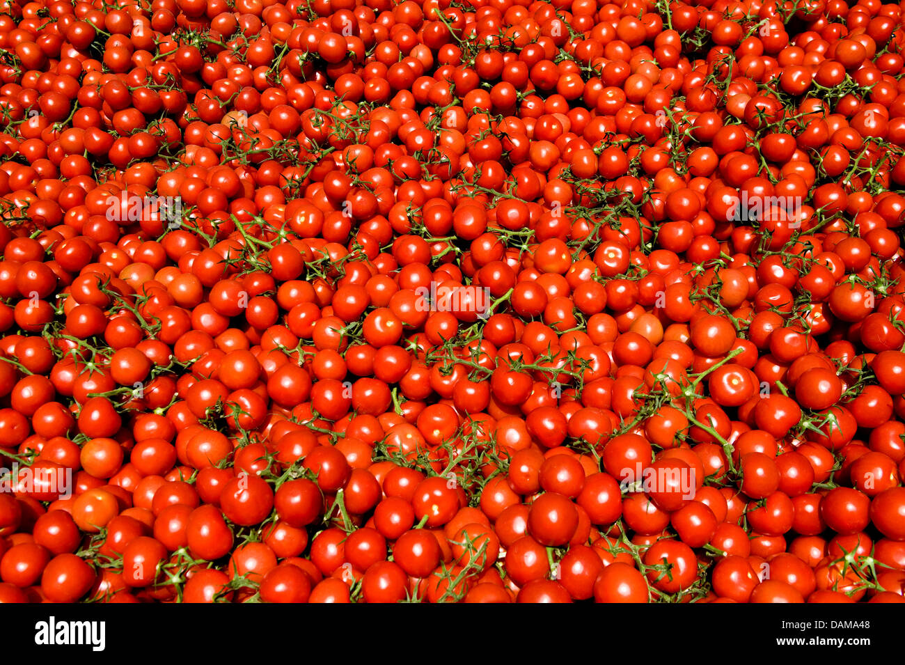 Rund 600 Kilogramm Tomaten Tomaten Bauer Theo Germes lag innerhalb eines Containers zur Vernichtung in Geldern, Deutschland, 1. Juni 2011. Die EHEC-Krise verursacht Millionen von Verlusten für die deutschen Landwirte. Einen erheblichen Umsatzeinbruch ist von Landgard, ein Winzer Genossenschaft mit 700 Gemüse Unternehmen am Niederrhein gemeldet. Foto: VICTORIA BONN-MEUSER Stockfoto