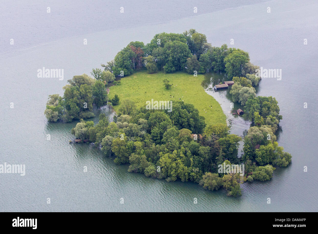 Insel Krautinsel in See Chiemsee mit Kühen überflutet im Juni 2013, Deutschland, Bayern, See Chiemsee Stockfoto