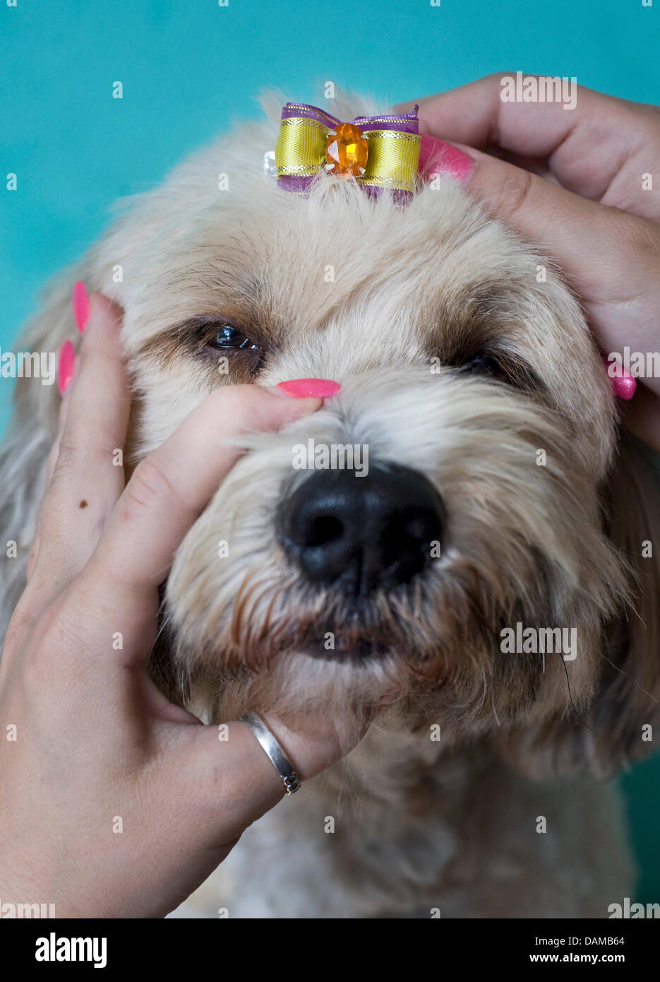 Hund "Rufus" ist sein Fell geschnitten und eine Band in seine Haare in den  Hund Parlour "Fifikus" in Düsseldorf, 3. Juni 2011. Wenn für Leckereien,  Hundeleinen oder Luxus-Schalen, genießen viele Menschen verbringen