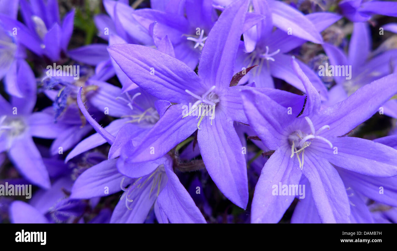 Poscharsky Glockenblume, serbische Glockenblume (Campanula Poscharskyana), Blumen, Deutschland Stockfoto