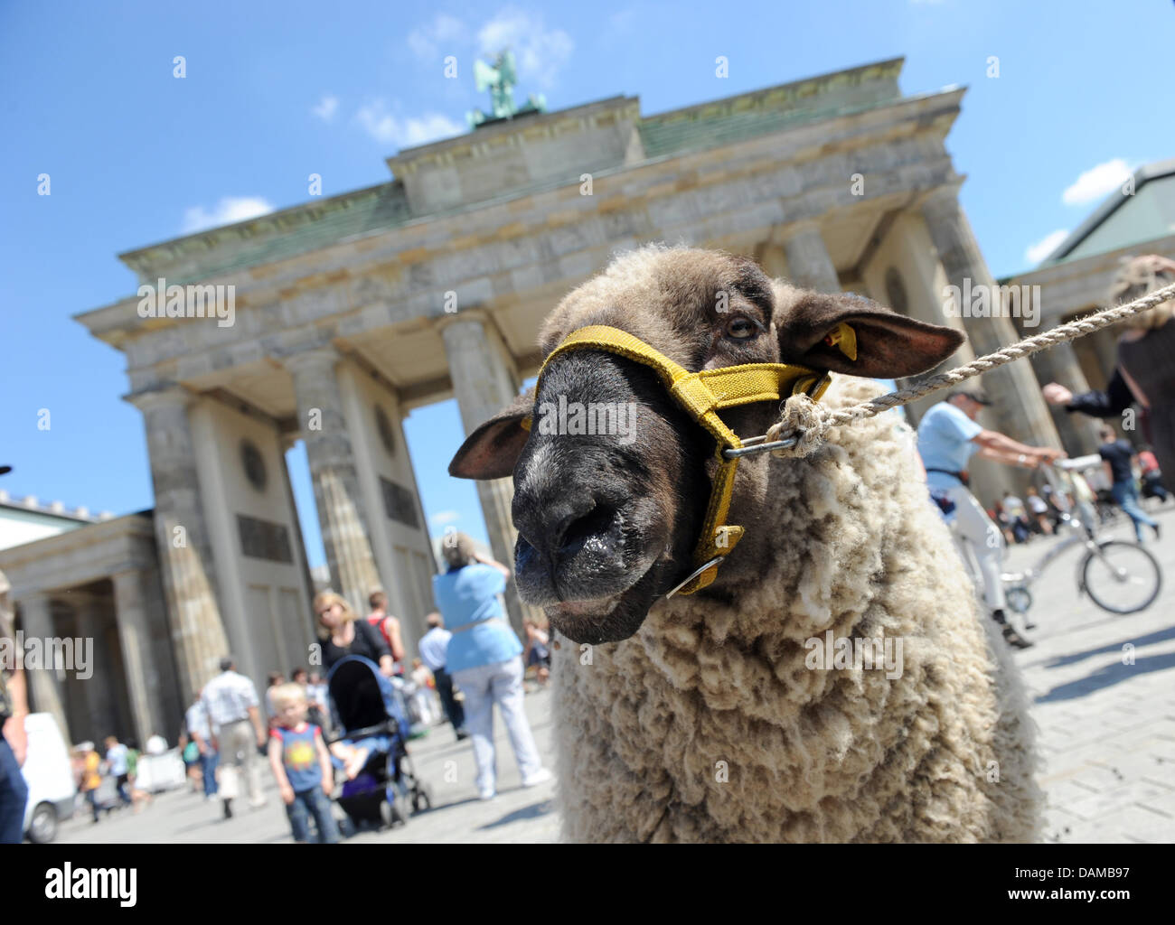 Ein Schaf steht vor dem Brandenburger Tor in Berlin, Deutschland, 3. Juni 2011. Mit dieser Aktion wollen die deutschen Schafhalter bringen die Aufmerksamkeit auf die vielen Aspekte und Probleme mit der Schafzucht. Foto: Jörg CARSTENSEN Stockfoto