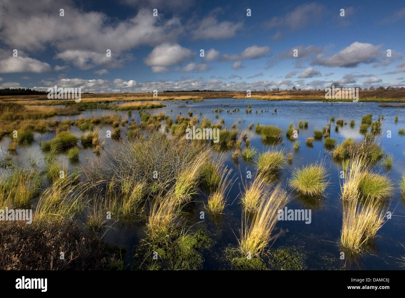 Moor-Teich, Belgien, Ardennen, hohes Venn Stockfoto