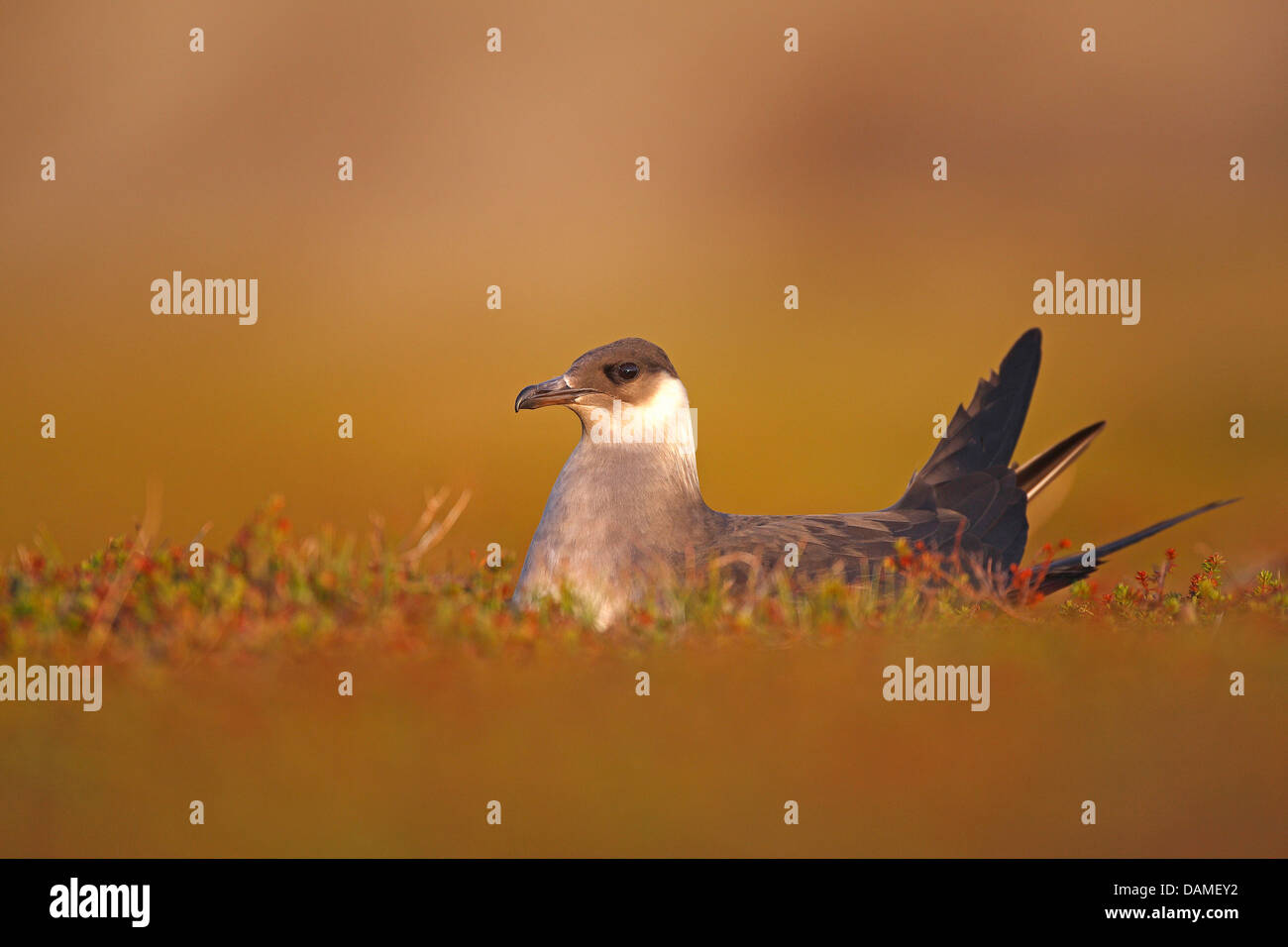 Parasitäre Jaeger, Arctic Skua, parasitäre Skua (Stercorarius Parasiticus), auf dem Nest sitzen und Zucht, Norwegen Stockfoto