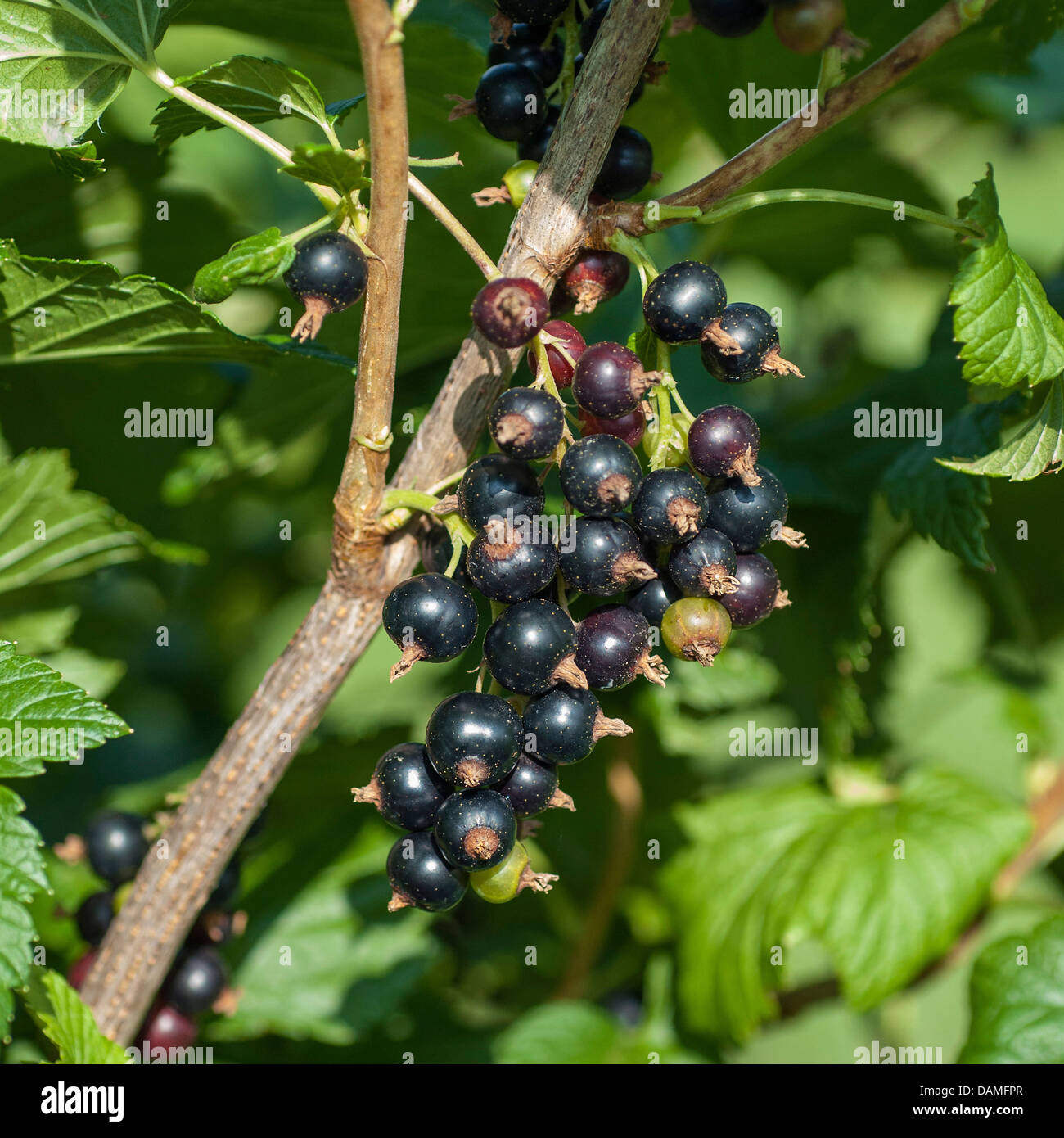 Europäische schwarze Johannisbeere (Ribes Nigrum 'Ometa', Ribes Nigrum Ometa), Sorte Ometa Stockfoto