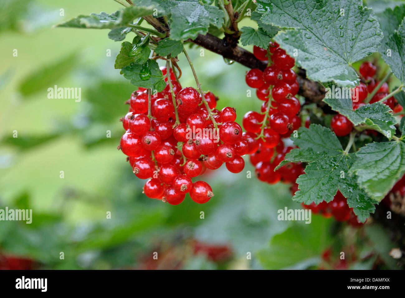 nördliche rote Johannisbeere (Ribes Rubrum "Rondom", Ribes Rubrum Rondom), Sorte Rondom Stockfoto