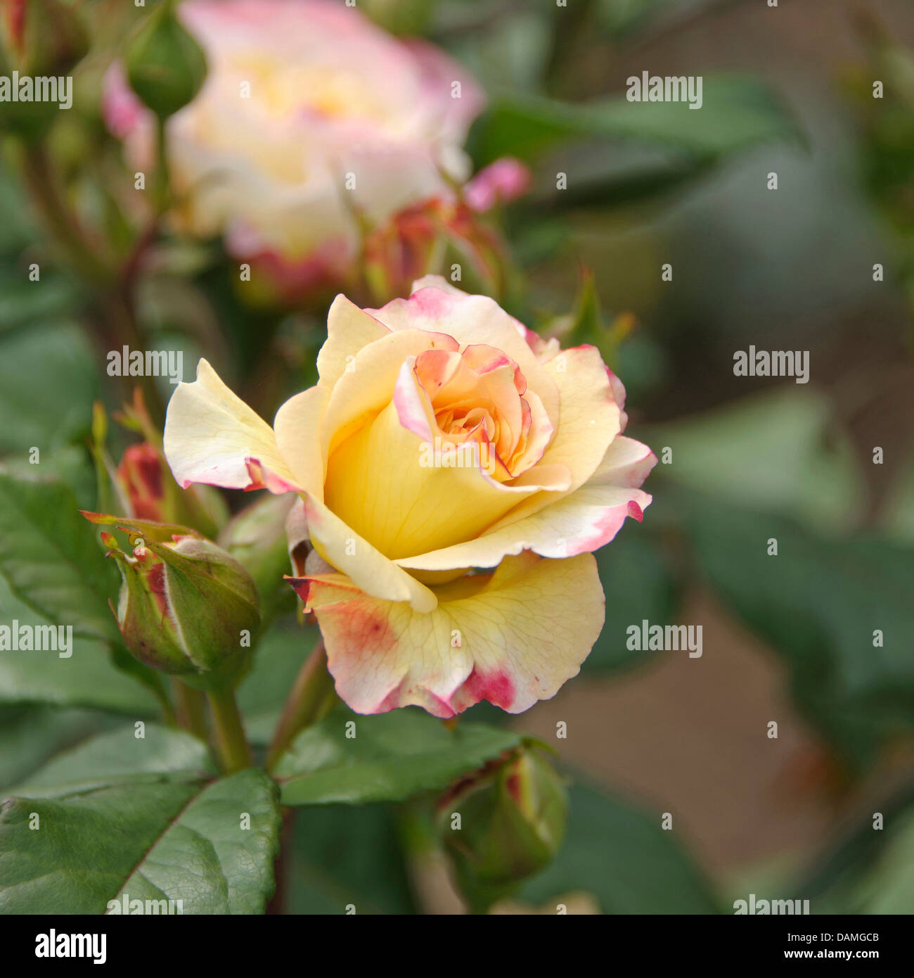 dekorative Rose (Rosa 'Aquarell', Rosa Aquarell), Sorte Aquarell Stockfoto