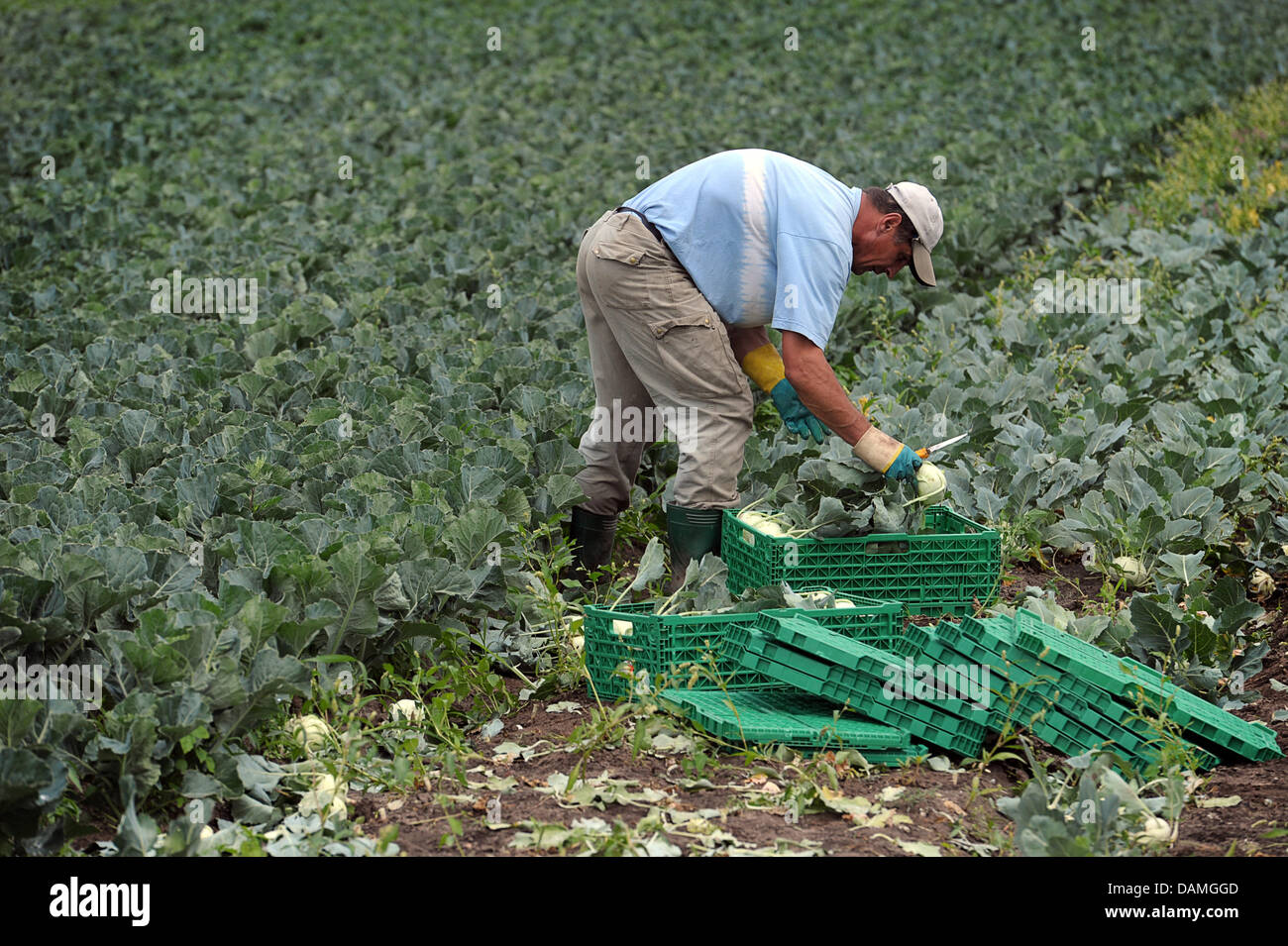 Kohlrabi Ernte Stockfotos Kohlrabi Ernte Bilder Alamy