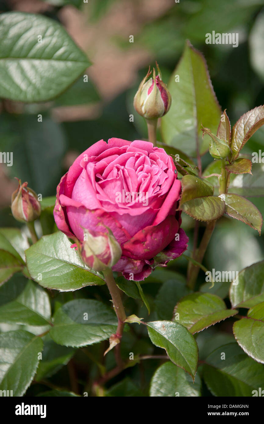 dekorative Rose (Rosa 'Senteur Royale", Rosa Senteur Royale), Sorte Senteur Royale Stockfoto
