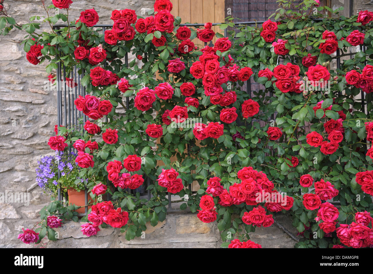 dekorative Rose (Rosa spec.), rosa roter rambler Stockfoto