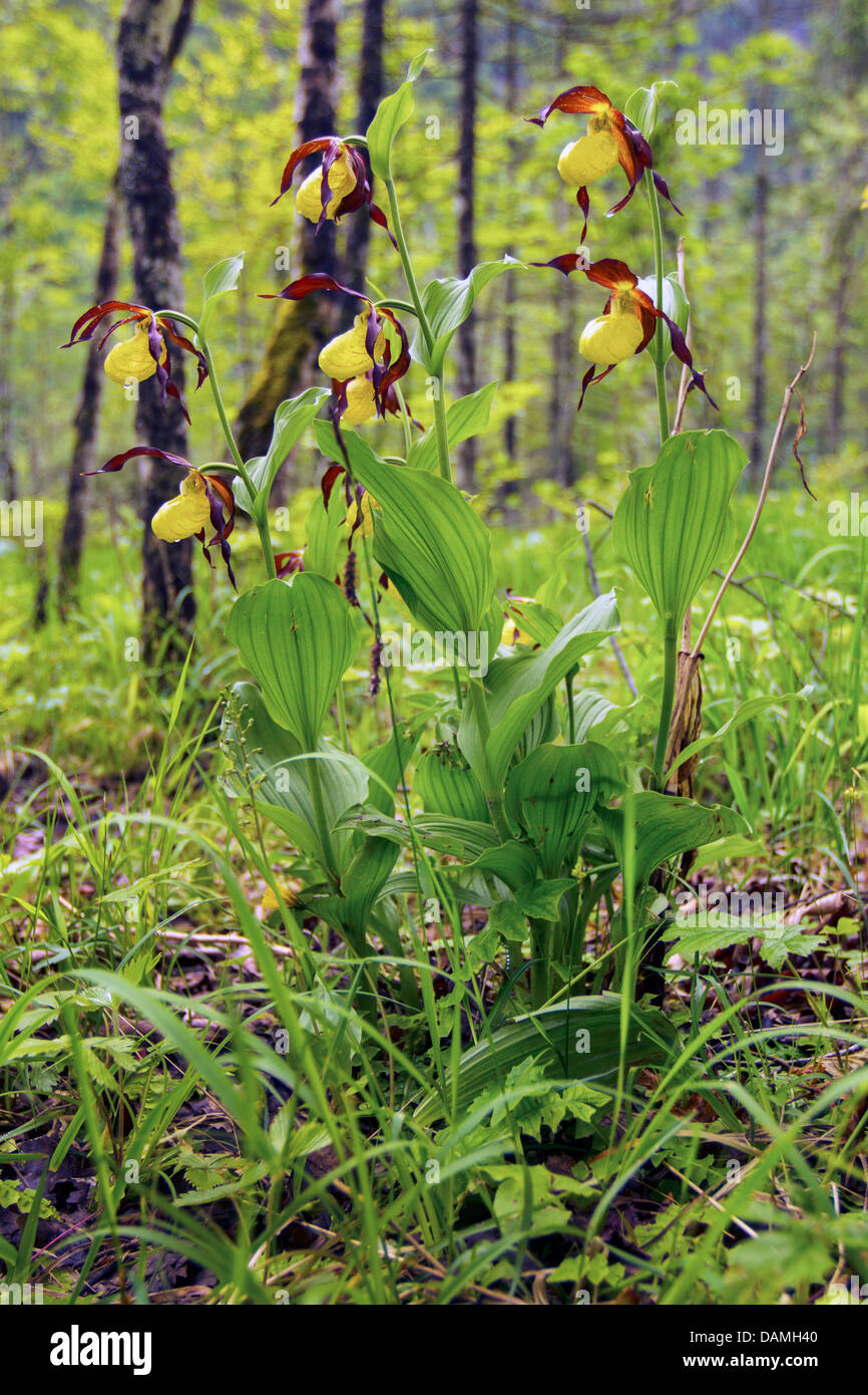 Frauenschuh Orchidee (Cypripedium Calceolus), blühen in einem Überschwemmungsgebiet Wald, Deutschland, Bayern Stockfoto