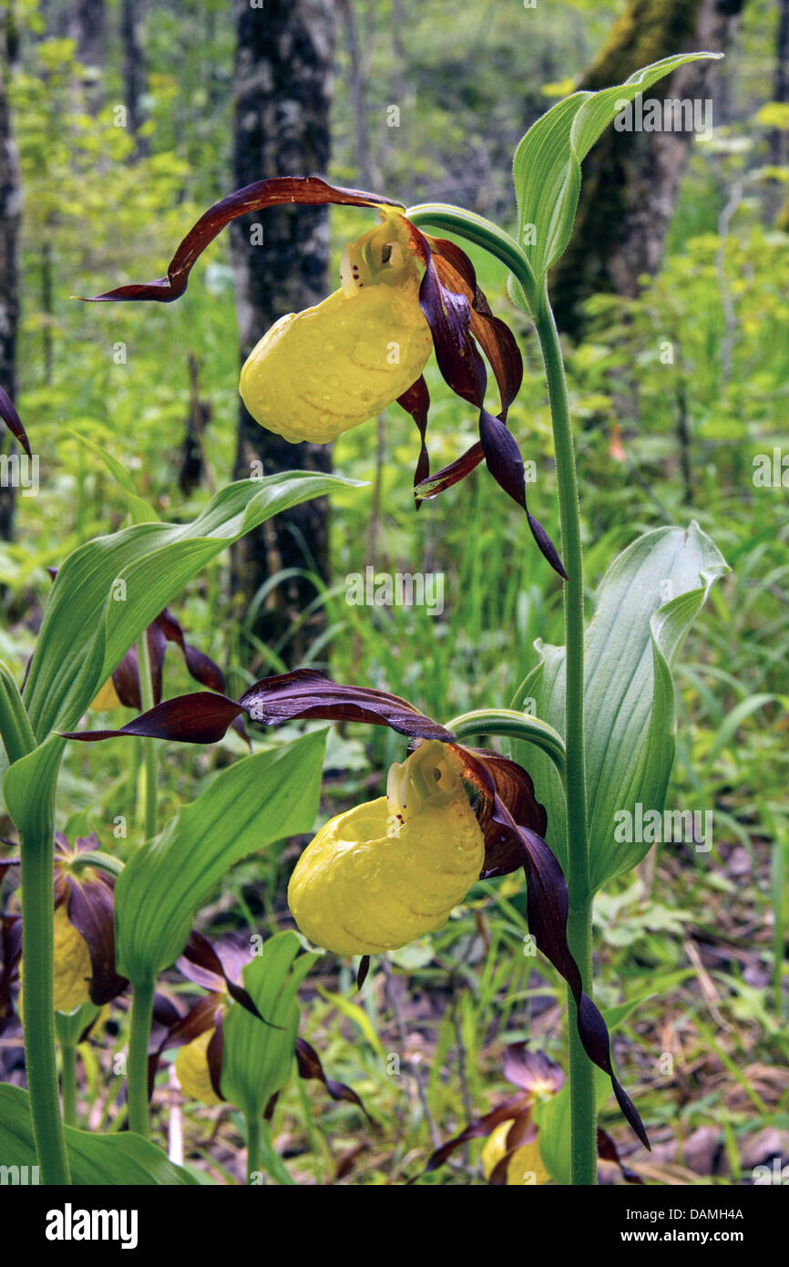 Frauenschuh Orchidee (Cypripedium Calceolus), blühen in einem Überschwemmungsgebiet Wald, Deutschland, Bayern Stockfoto
