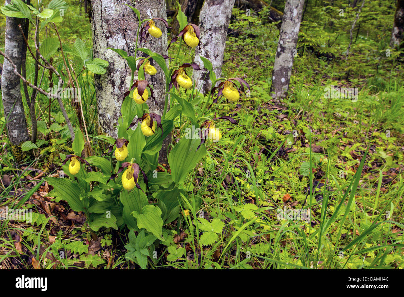 Frauenschuh Orchidee (Cypripedium Calceolus), blühen in einem Überschwemmungsgebiet Wald, Deutschland, Bayern Stockfoto