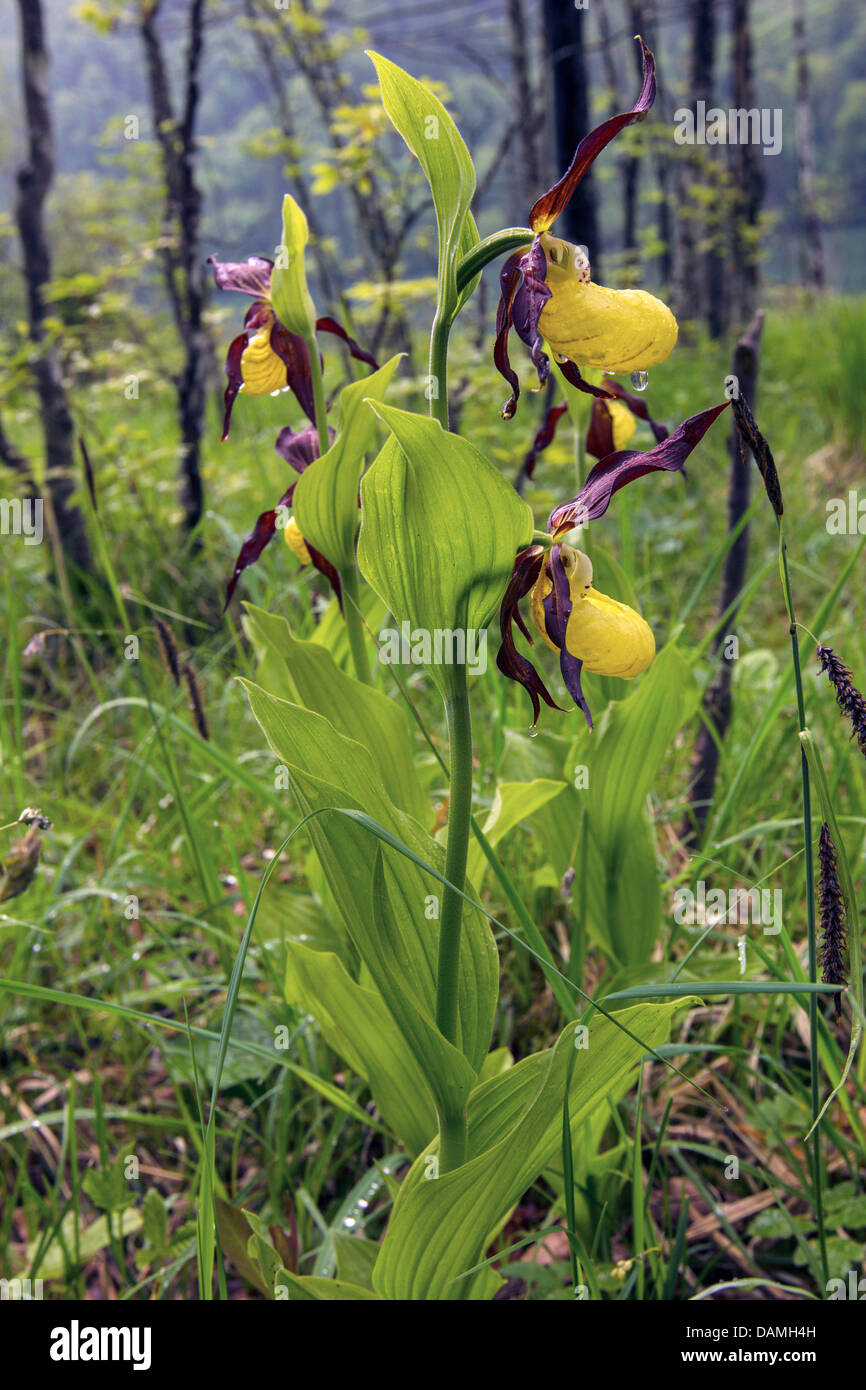 Frauenschuh Orchidee (Cypripedium Calceolus), blühen in Regen, Deutschland, Bayern Stockfoto