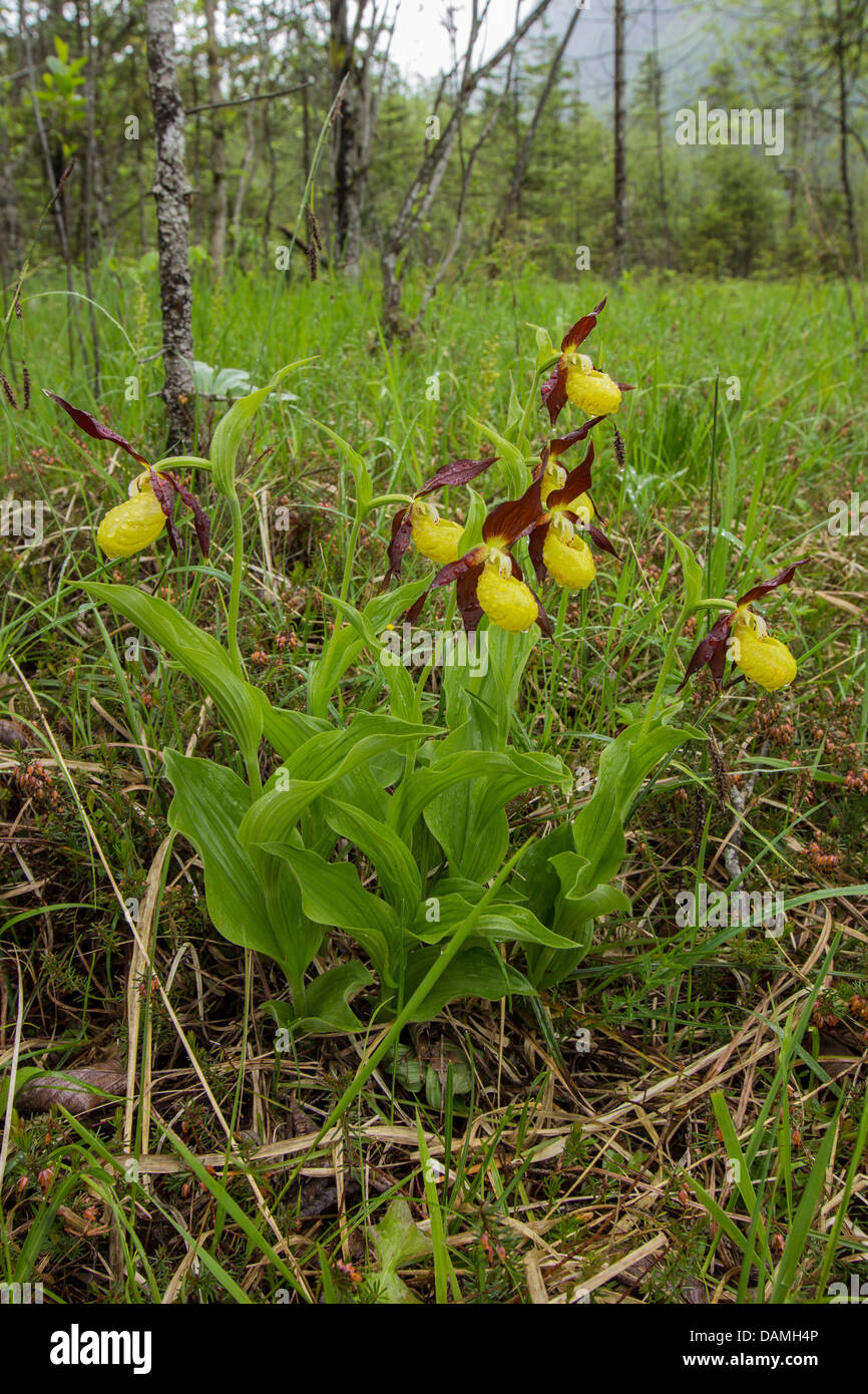 Frauenschuh Orchidee (Cypripedium Calceolus), blühen in Regen, Deutschland, Bayern Stockfoto